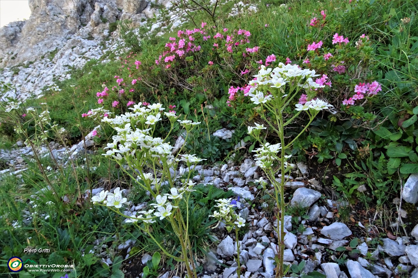 17 Sassifraga di Host (Saxifraga Hostii) e Rododendro irsuto (Rhododendron hirsutum).JPG